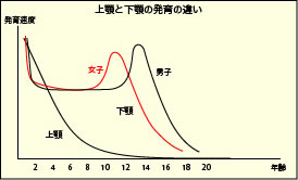 上顎と下顎の発育の違い