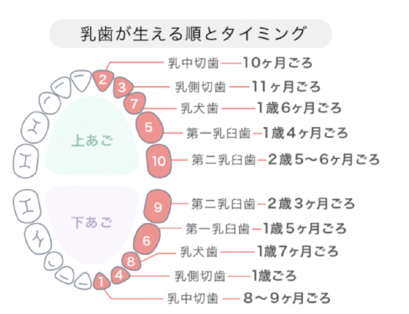 歯 が 何 度 も 生える 人