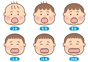 乳歯の本数毎の子どもイラスト